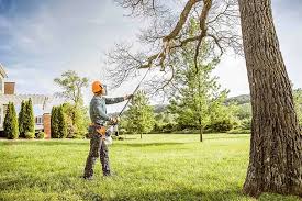 Tree and Shrub Care in Terrace Heights, WA