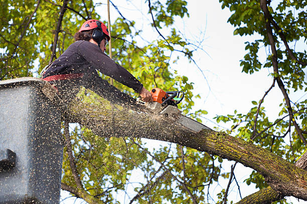 How Our Tree Care Process Works  in  Terrace Heights, WA